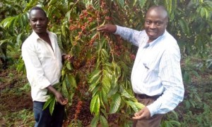 Post harvest handling- CKM Coordinator & farmer pick coffee